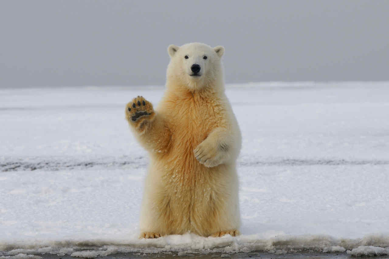 cold weather training tips polar bear