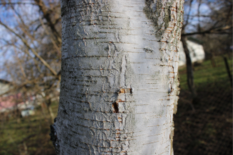 Birch Tree Sugar (Xylitol)