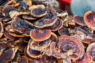 Organic Reishi Mushroom