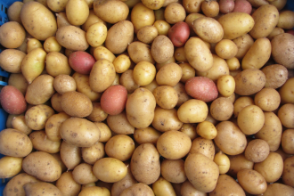 Natural edible wafer paper (potato starch)