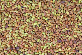 Organic Alfalfa Seeds