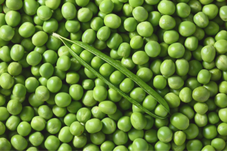 Pea protein