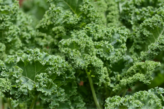 Organic kale
