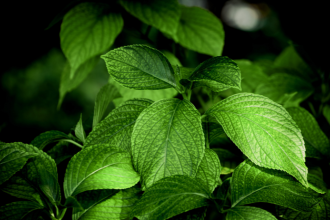 Pure premium stevia leaf